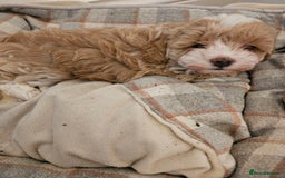 Maltipoo dogs for sale: Stunning Maltipoo Puppies ❤️  - Image 3