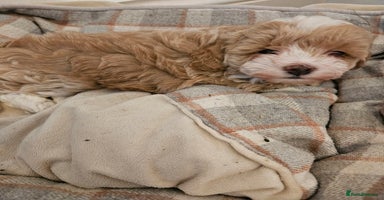 Maltipoo dogs - Advert 4
