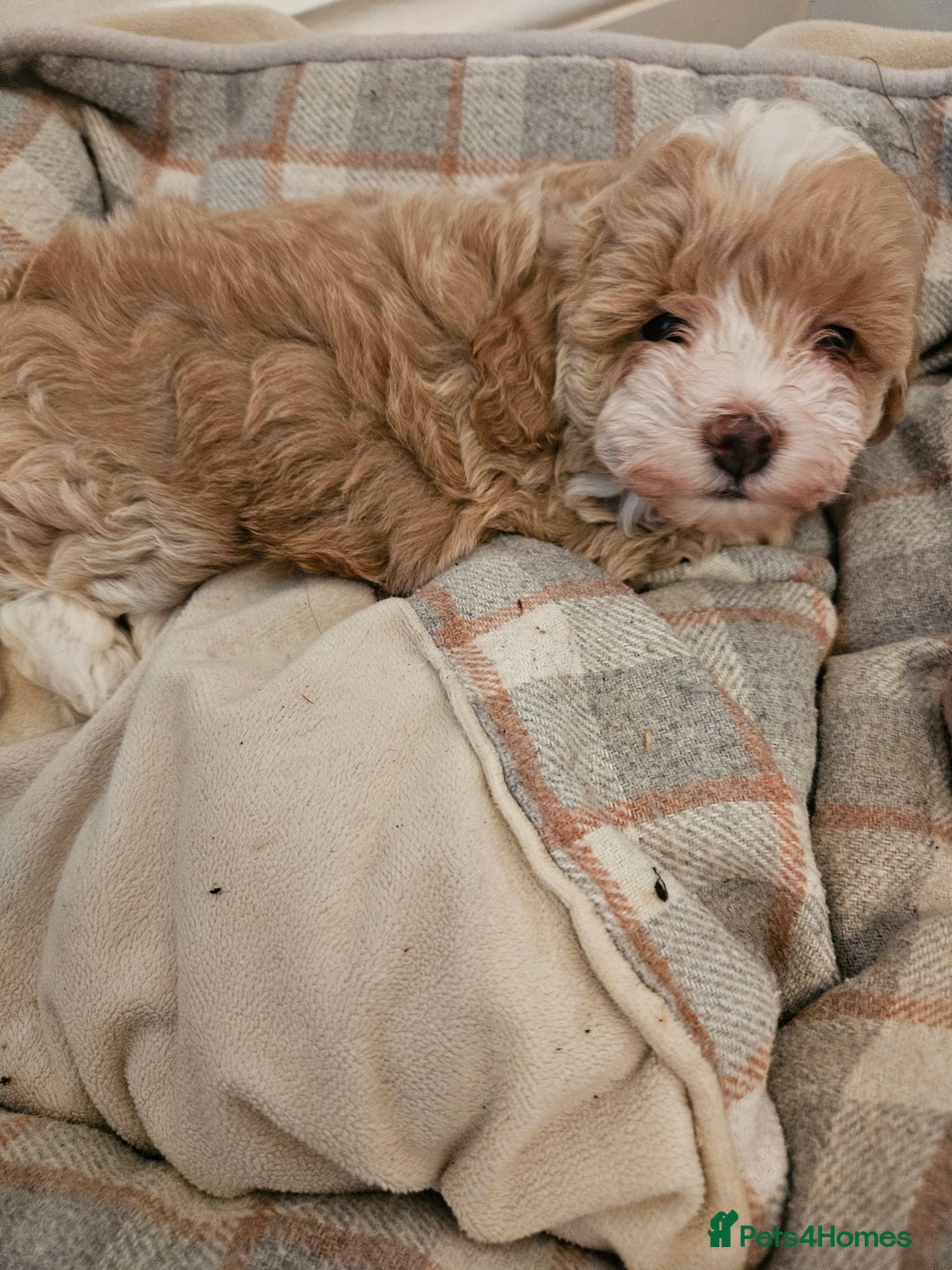 Maltipoo dogs for sale: Stunning Maltipoo Puppies ❤️  - Image 3