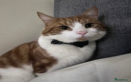 Domestic Shorthair cats for sale: Gorgeous Male Domestic Shorthair Tabby - Image 17