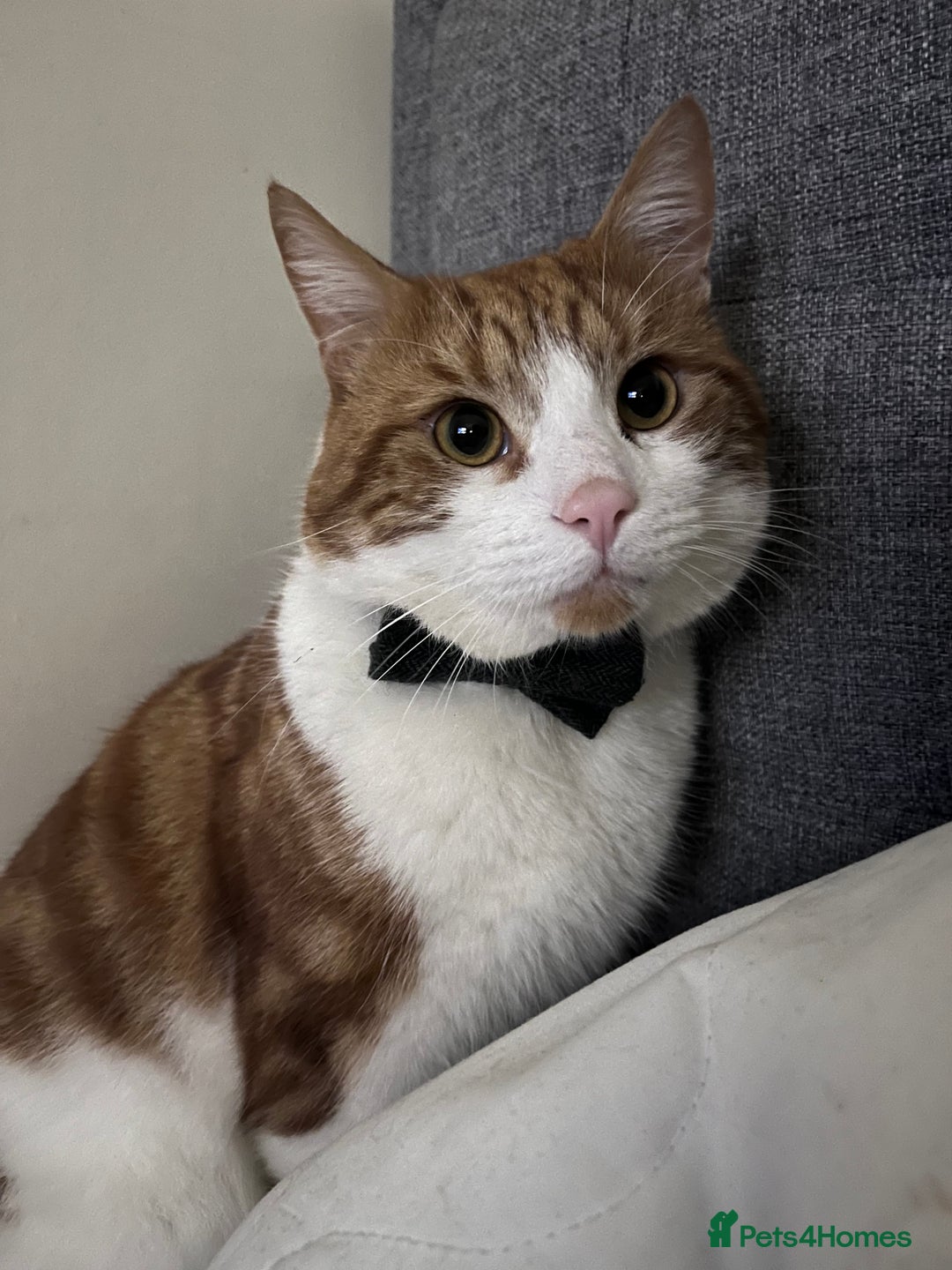 Domestic Shorthair cats for sale: Gorgeous Male Domestic Shorthair Tabby - Image 17