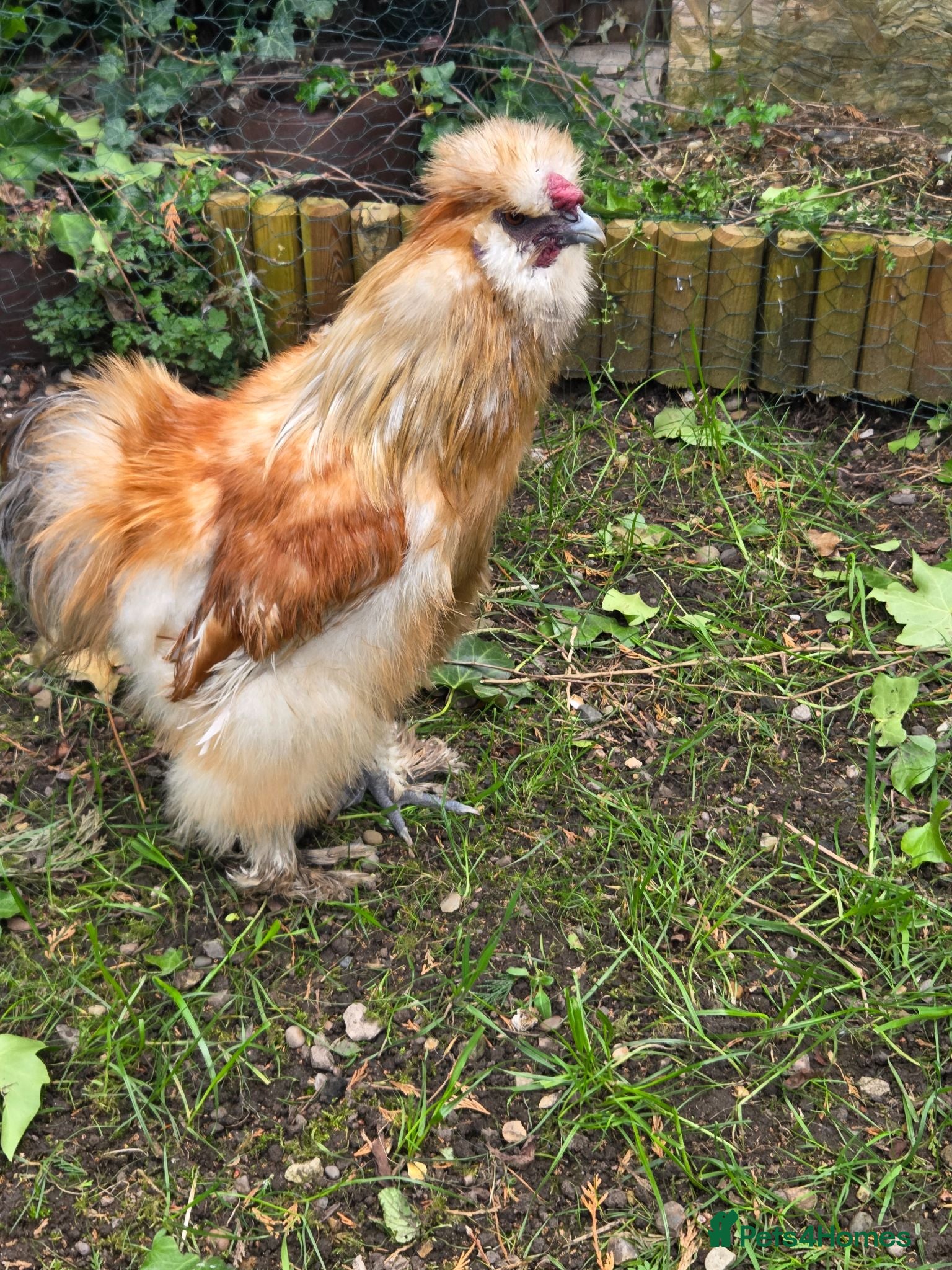 Chickens poultry 3 Essex buffs hens and a silky cockerel  - Advert 2