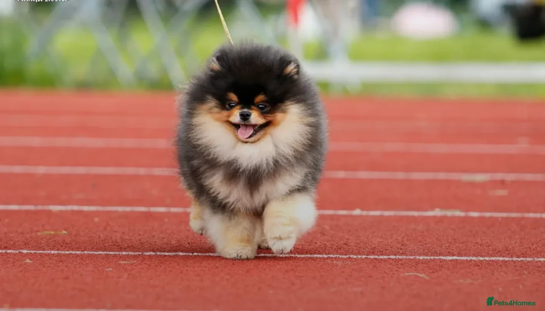 Pomeranian dogs for stud: 1.8 kg Black and Tan STUD True to type  - Advert 4