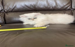 Persian cats for sale: Female persian chinchilla ready to leave - Image 2