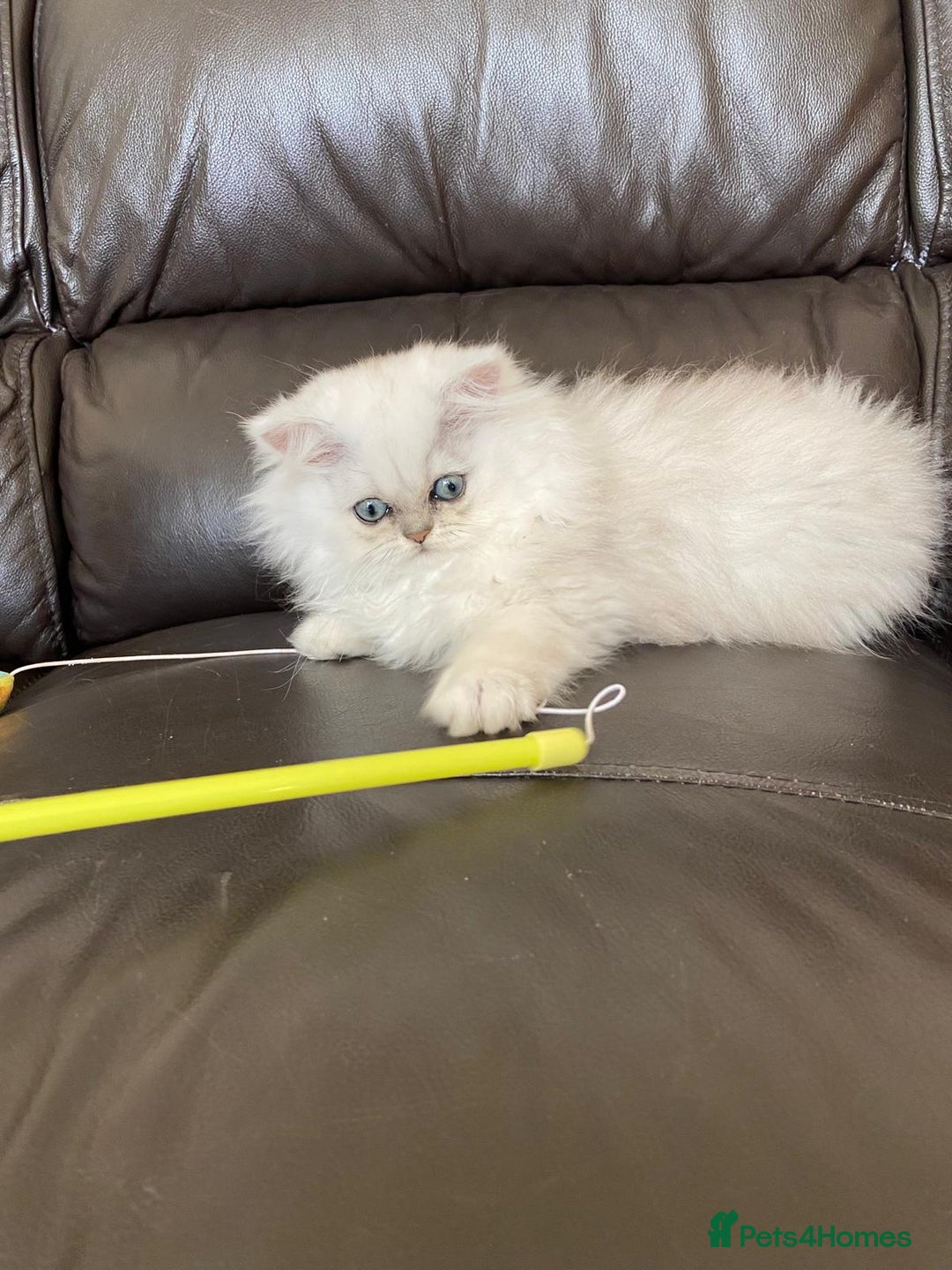 Persian cats for sale: Female persian chinchilla ready to leave - Image 2