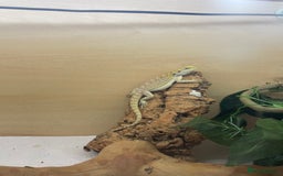 Bearded Dragon reptiles for sale: Bearded dragons  - Image 2