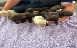 Labrador Retriever dogs for sale: KC Labrador puppies - Image 1