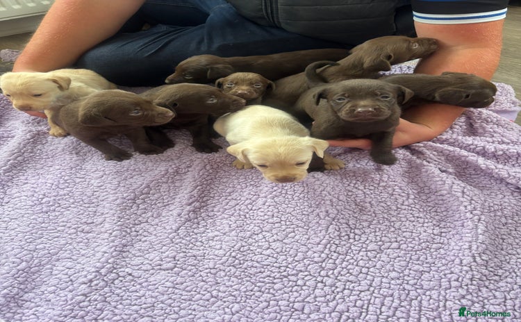 Labrador Retriever dogs - Advert 1