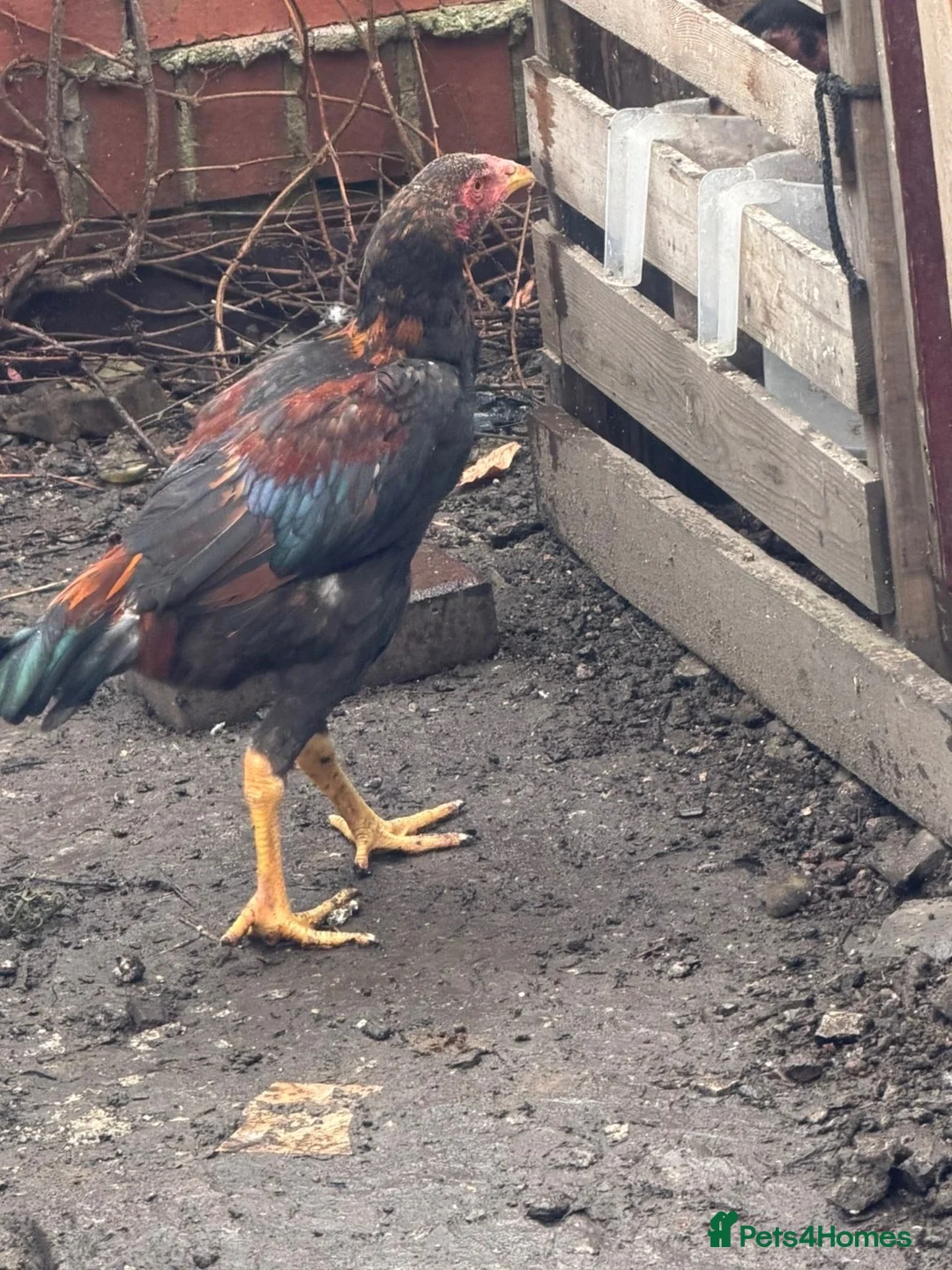 Chickens poultry for sale: Japanese cross brazillian - Advert 11