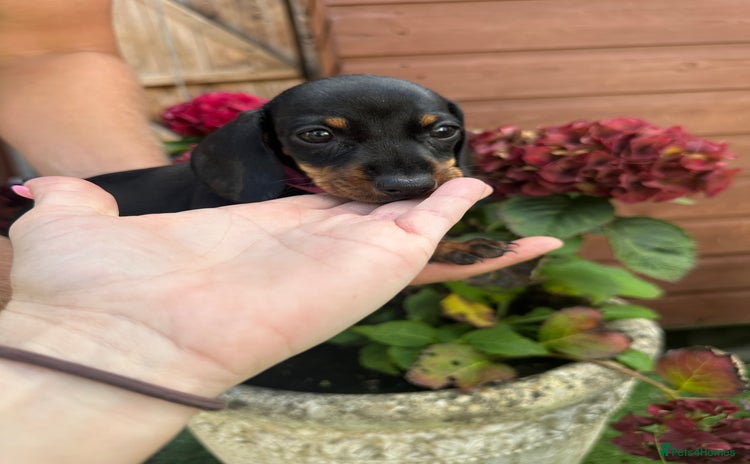 Miniature Dachshund dogs - Advert 9