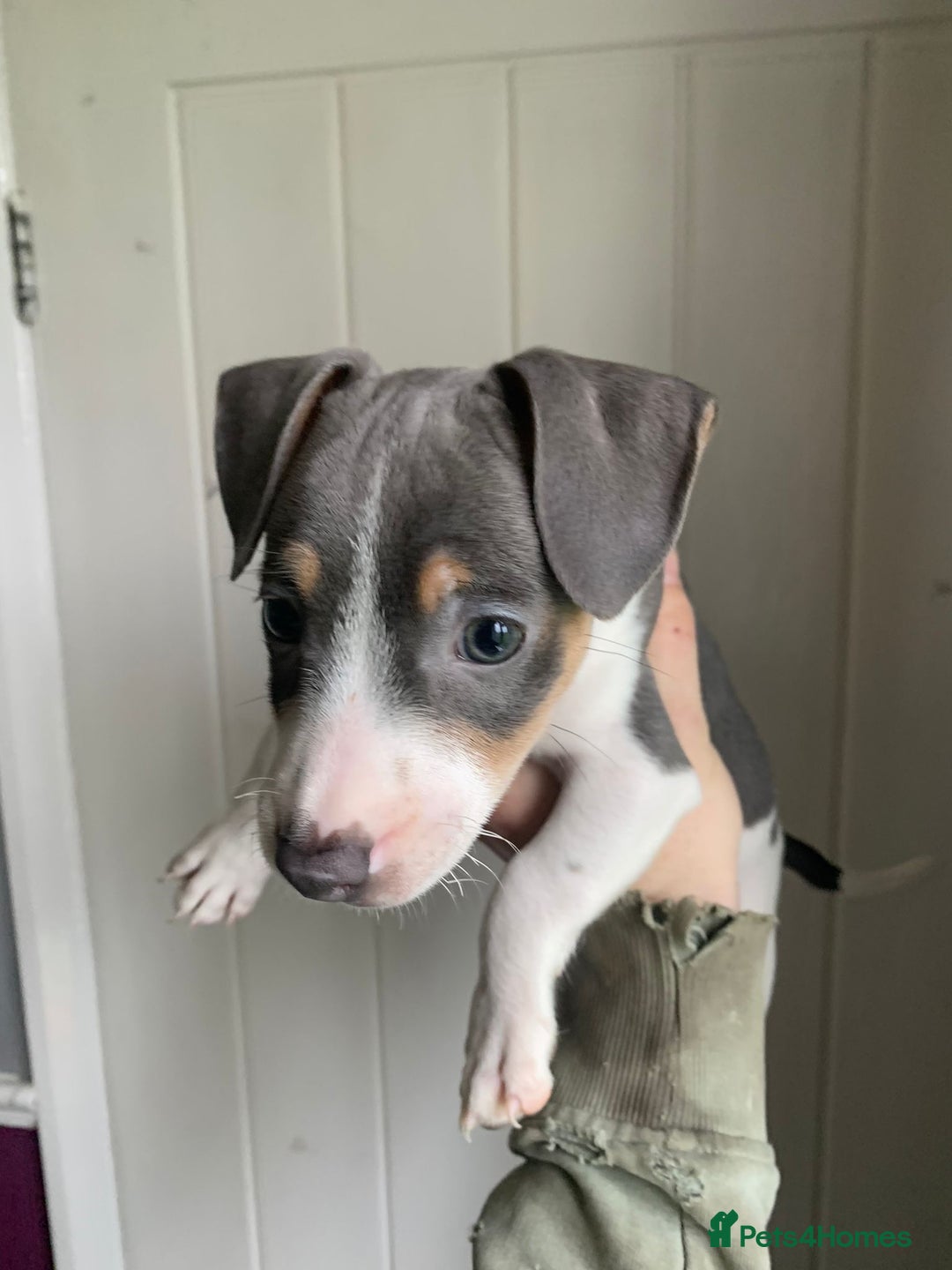 Jack Russell dogs for sale: Traditional Jack Russell's for sale - Image 8