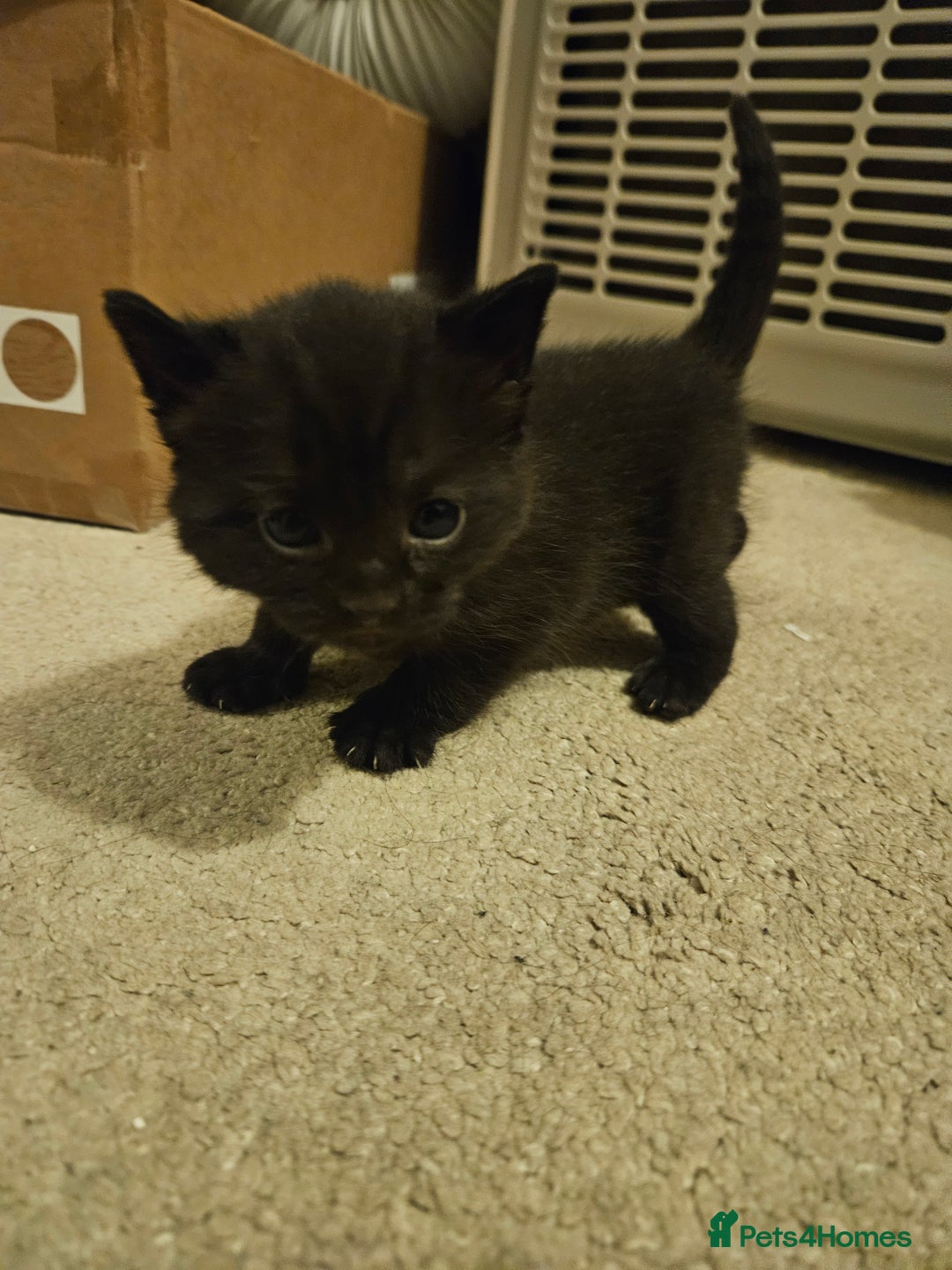British Shorthair cats for sale: 4 black kittens, 1 boy 3 girls  - Advert 4