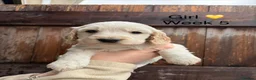 Cocker Spaniel dogs for sale: KC registered cocker spaniel puppies  - Advert 6