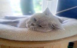 British Shorthair cats for sale: Beautiful Lilac British Shorthair Female - Image 6