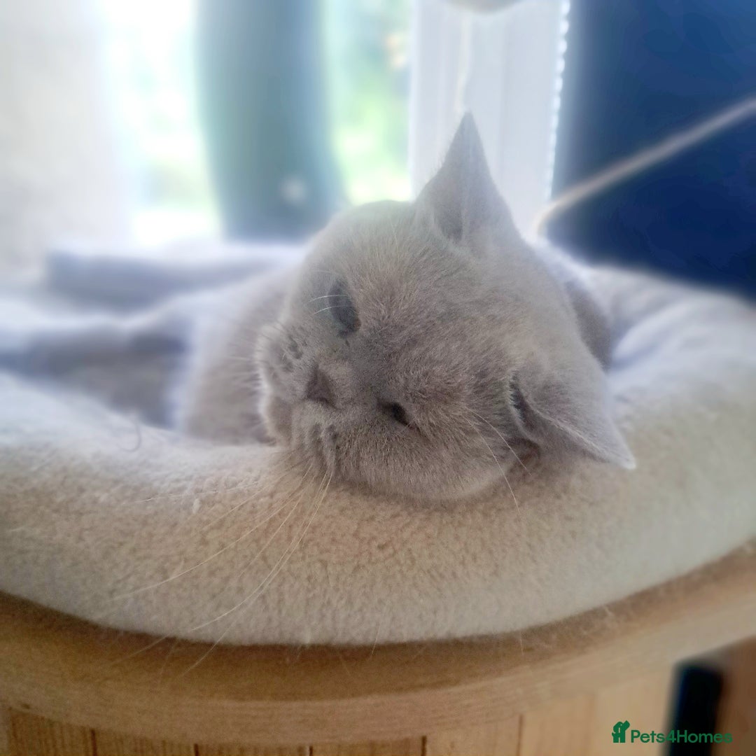 British Shorthair cats for sale: Beautiful Lilac British Shorthair Female - Image 6
