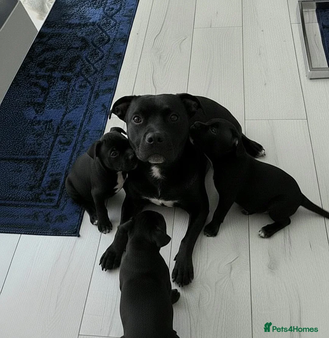 Staffordshire Bull Terrier dogs for sale: Staff puppies for sale  - Advert 6