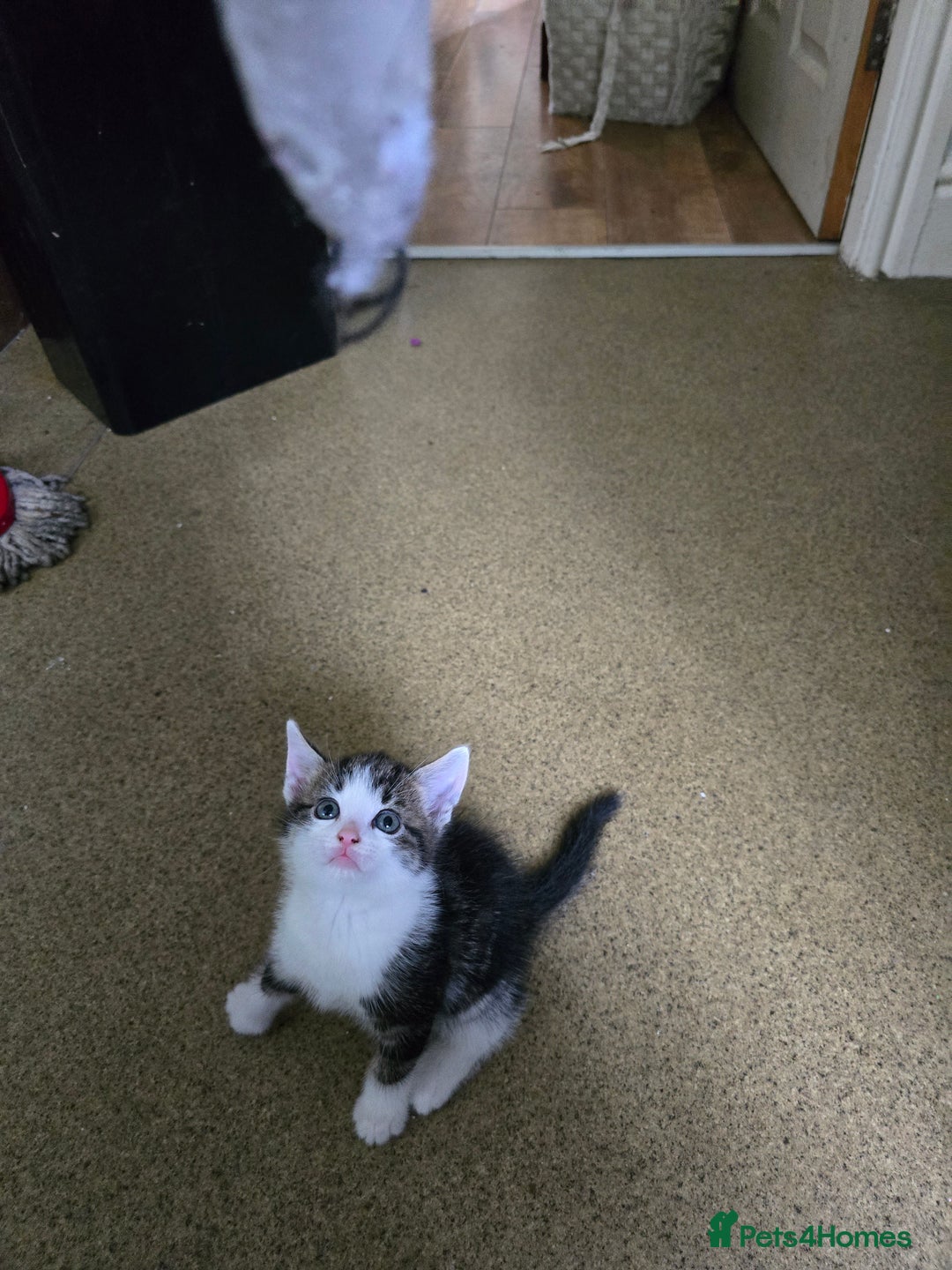Mixed Breed cats for sale: Beautiful kittens 8 weeks old  - Image 10