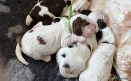Cocker Spaniel dogs for sale: KC Reg; Home Raised; Low COI; DNA CLEAR; Show Type - Image 7