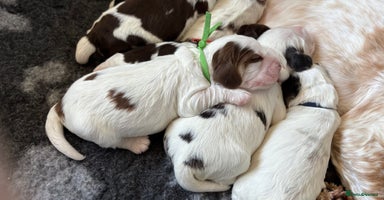 Cocker Spaniel dogs - Advert 12