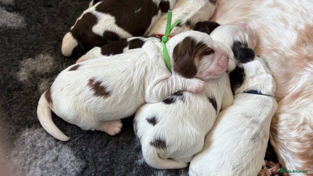 Cocker Spaniel dogs for sale: KC Reg; Home Raised; Low COI; DNA CLEAR; Show Type - Image 7