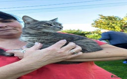 Mixed Breed cats for adoption: Catarina for adoption - Advert 2