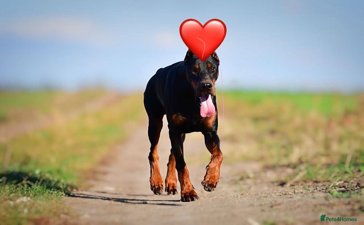 Dobermann dogs - Advert 1