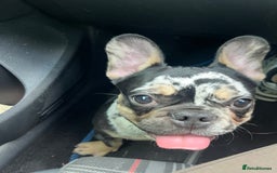 French Bulldog dogs for sale: Male French bulldog - Image 8