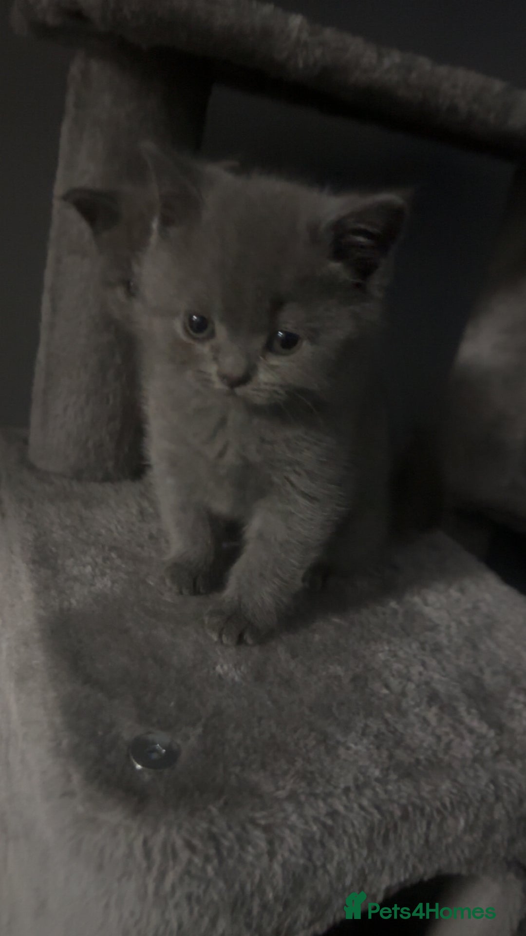 British Shorthair cats for sale: Stunning litter of bsh  - Advert 5