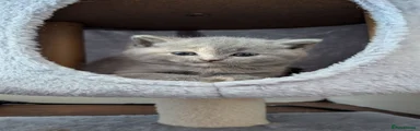 British Shorthair Girl