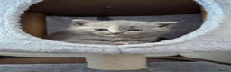 British Shorthair cats for sale: GCCF BSH KITTENS 2 BOYS 1 GIRL  - Advert 16