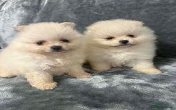 Pomeranian dogs for sale: Teddy bear optic white Pomeranians puppies - Advert 20