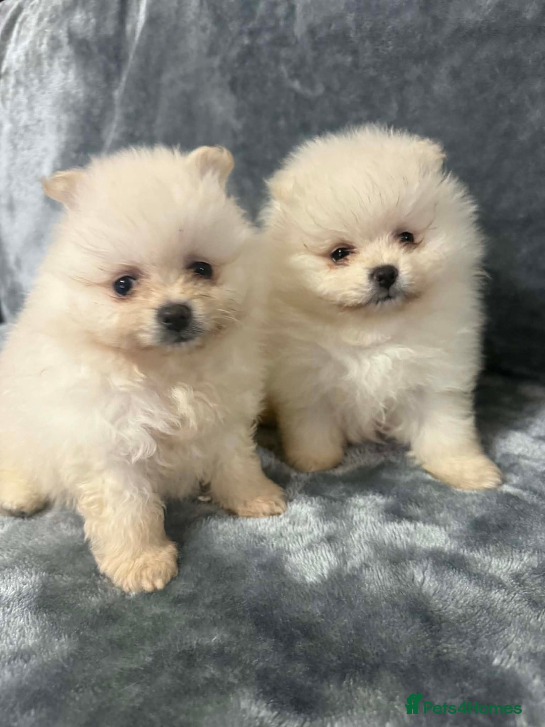 Pomeranian dogs for sale: Teddy bear optic white Pomeranians puppies - Advert 20