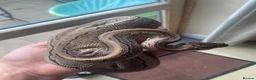 Python Snake reptiles for sale: Female royal ball python - Advert 2