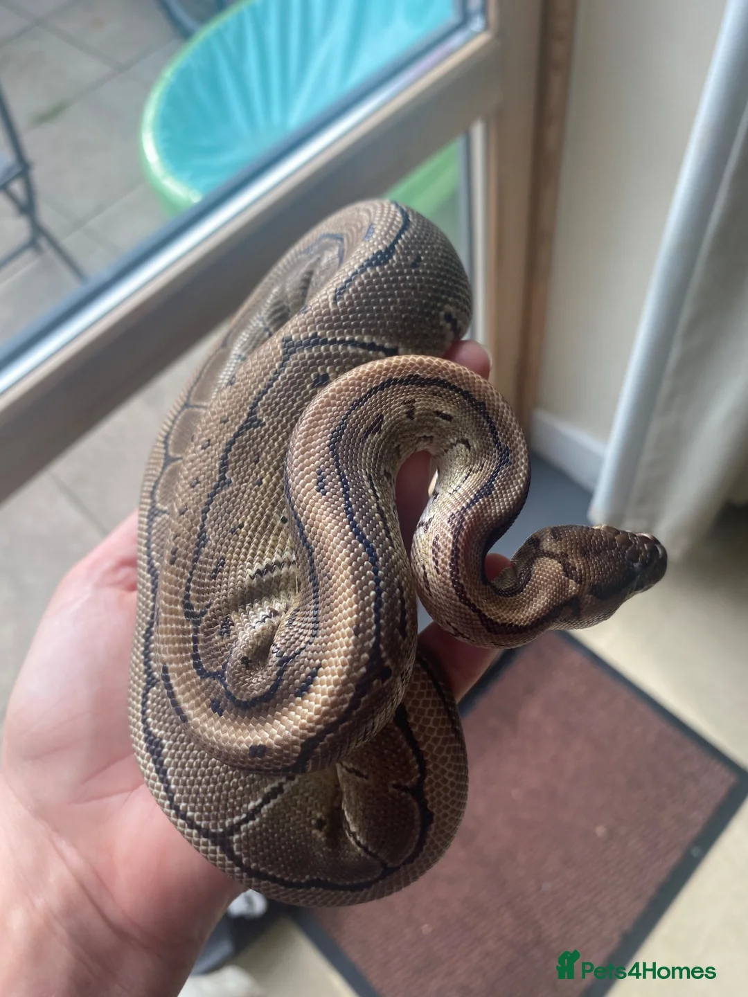 Python Snake reptiles for sale: Female royal ball python - Advert 2