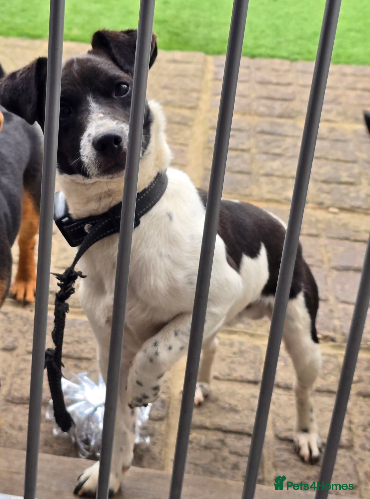 Jack Russell dogs 11 month old Male Jack Russell for sale  - Advert 1