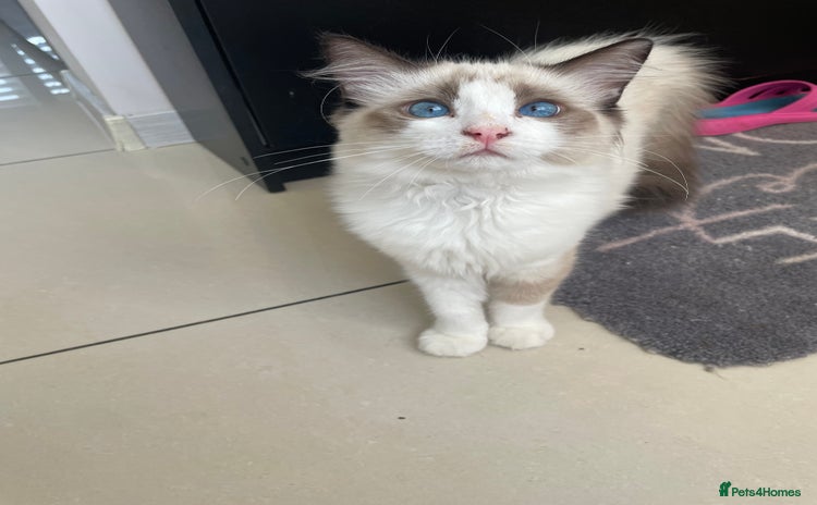 Ragdoll cats - Advert 3