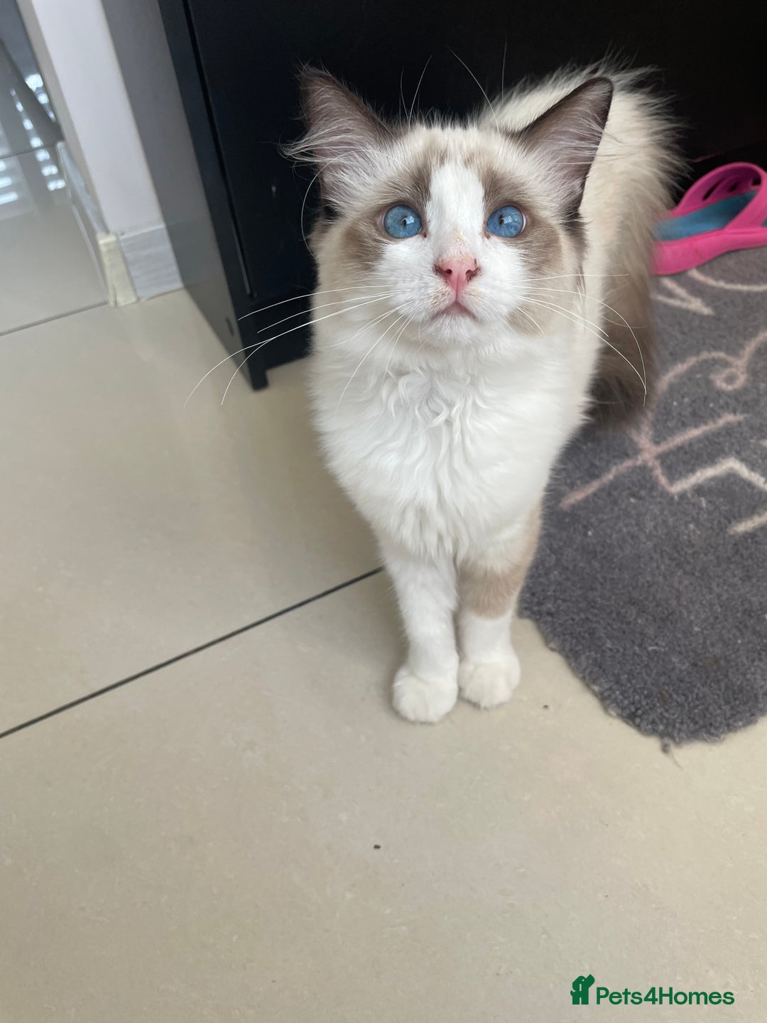 Ragdoll cats for sale: Ragdoll  - Image 1