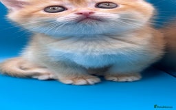 British Shorthair cats for sale: GCCF BSH BY12 GOLDEN CHOCOLATE KITTENS  - Image 5