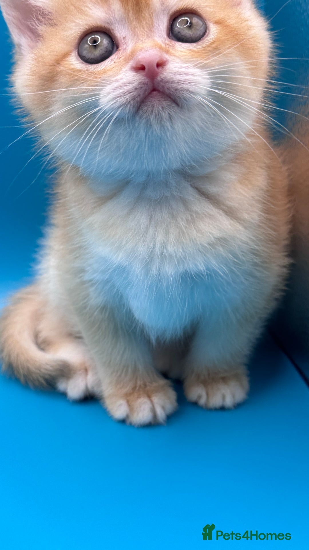 British Shorthair cats for sale: GCCF BSH BY12 GOLDEN CHOCOLATE KITTENS  - Image 5