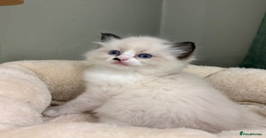 Ragdoll cats Gccf ragdolls  - Advert 1