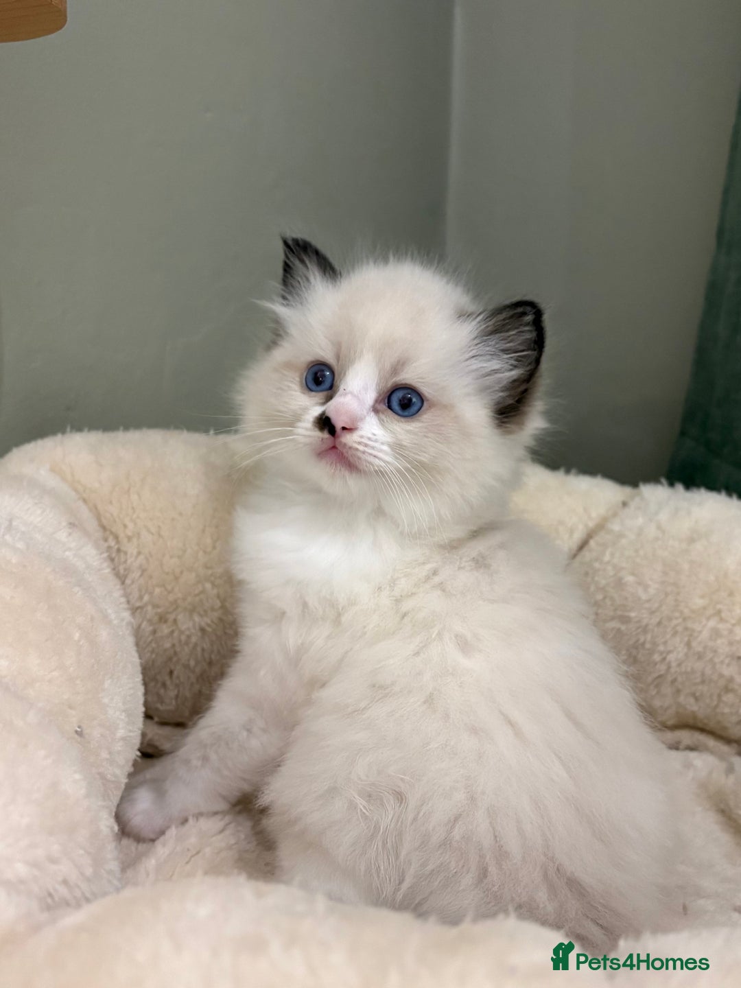 Ragdoll cats for sale: Gccf ragdolls ready 12th Jan  - Advert 3