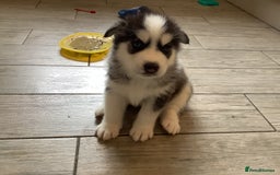 Siberian Husky dogs for sale: Gorgeous husky pups - Image 3