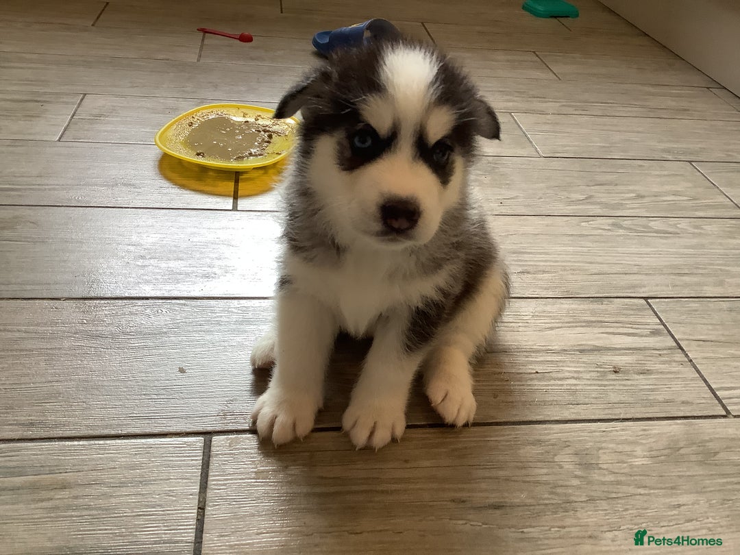 Siberian Husky dogs for sale: Gorgeous husky pups - Image 3