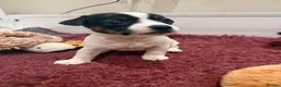 Jack Russell dogs for sale: Miniature Jack Russell Puppies  - Advert 9