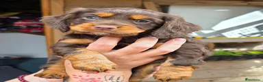 Cocker Spaniel 4