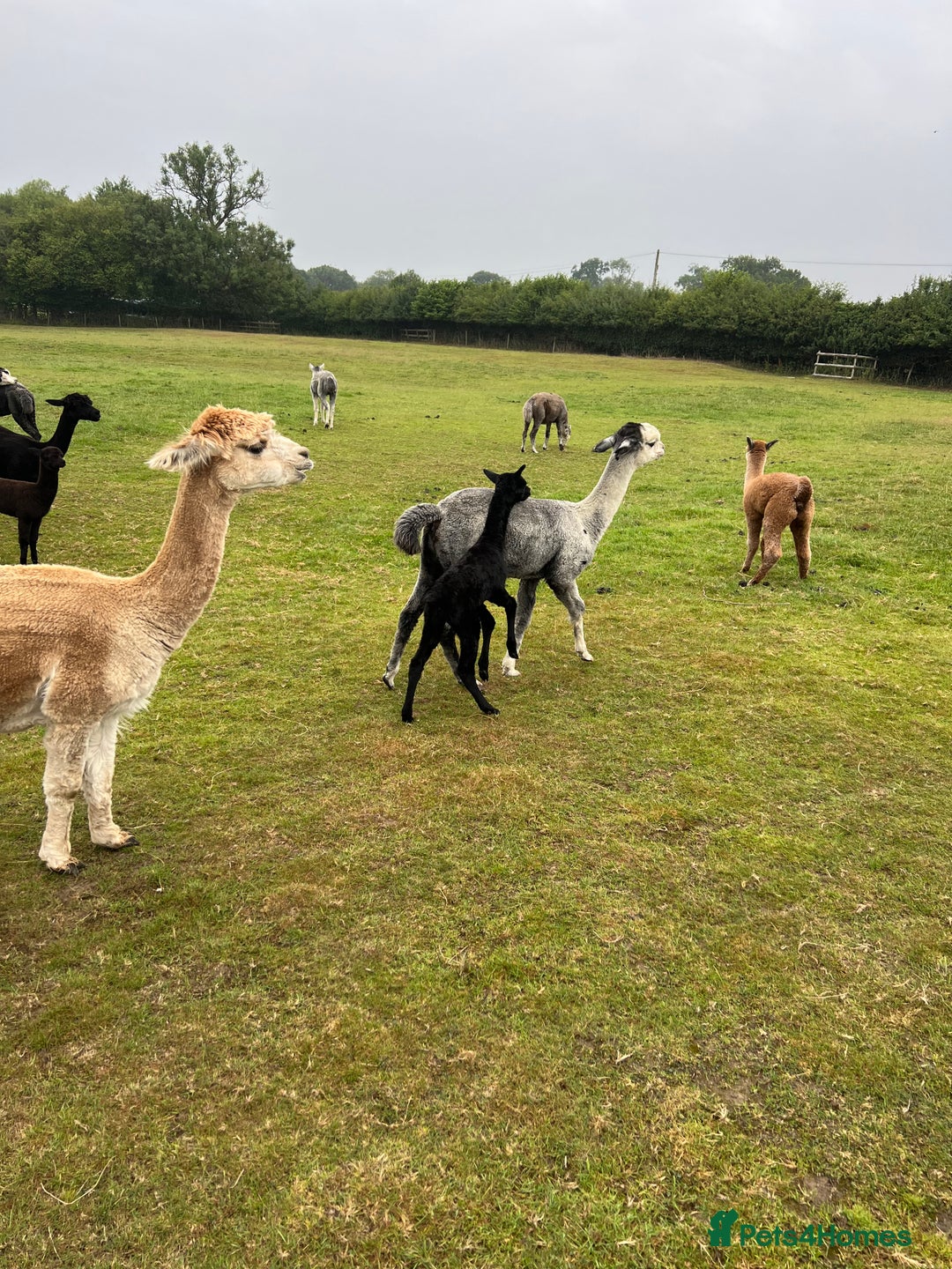 Alpaca livestock for sale: Quality Baby Alpacas For Sale - Advert 4