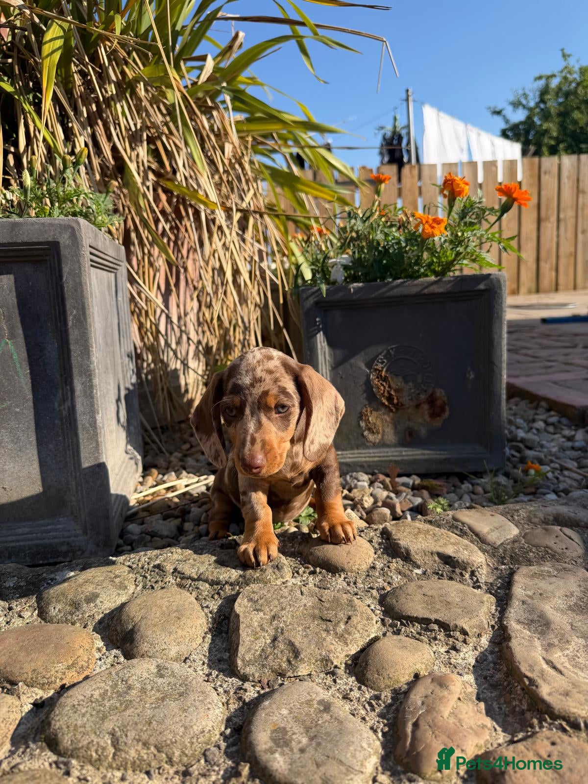 Miniature Dachshund dogs KC Reg Health Tested Miniature Daschaund  - Advert 1