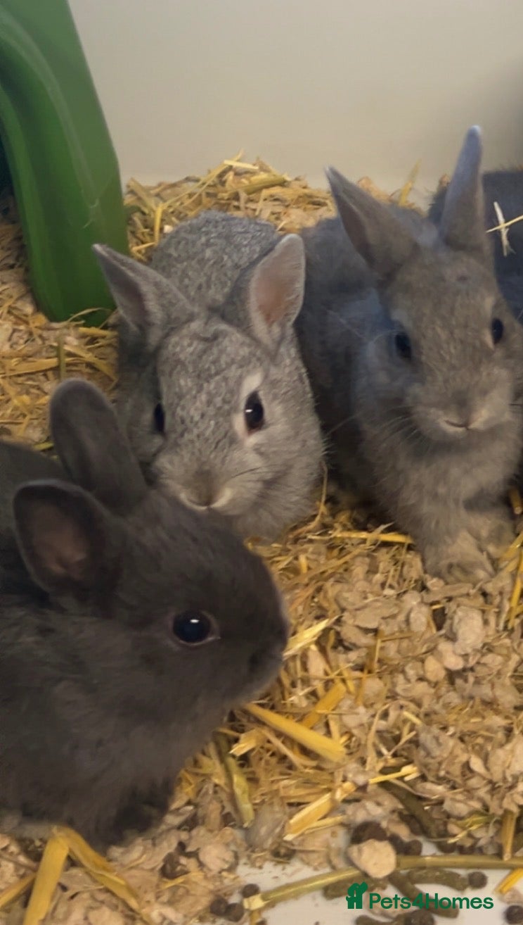 Mini Lop rabbits 2 Young netherland dwarfs available to reserve  - Advert 13