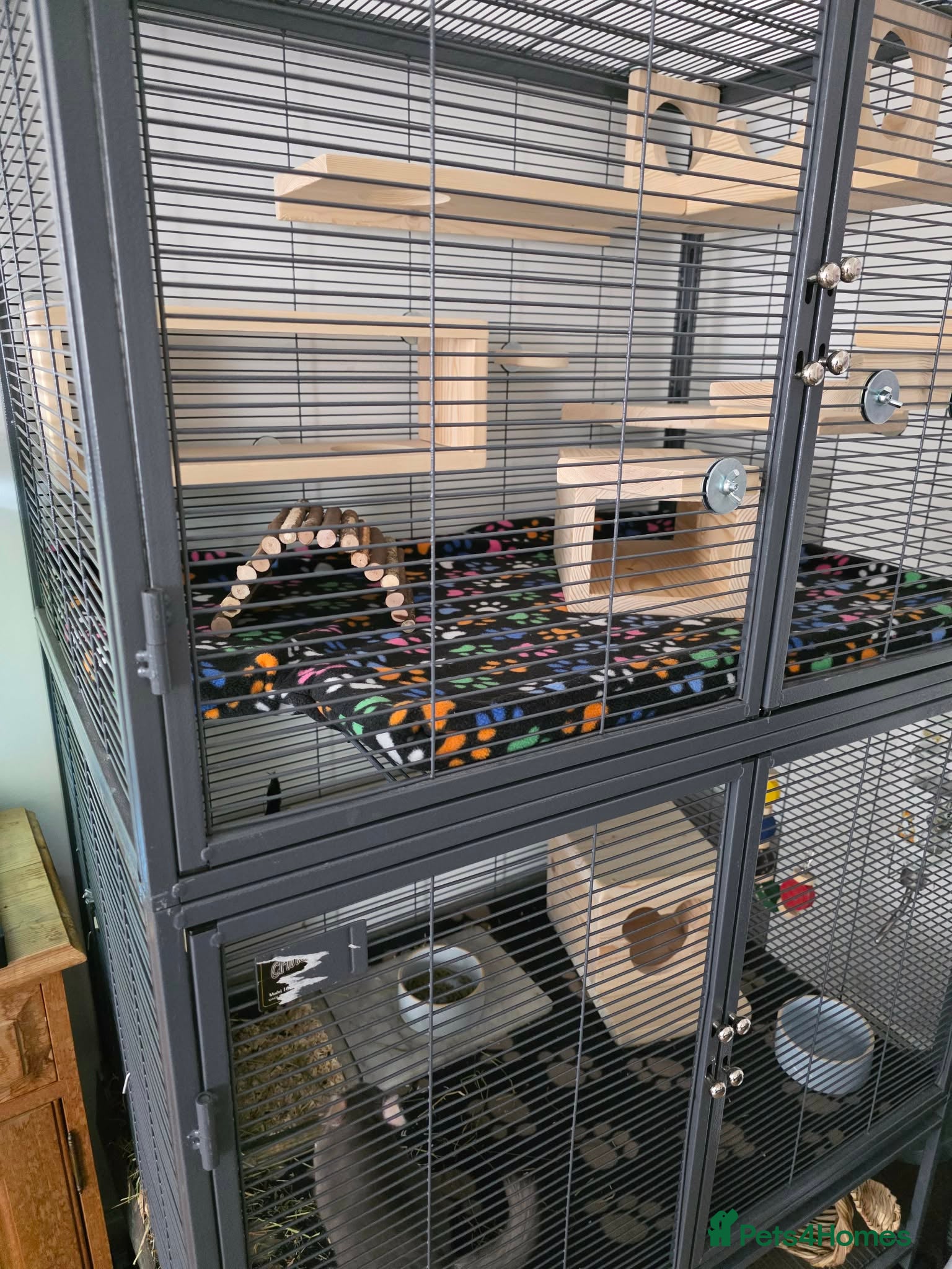 Chinchilla rodents Young, Friendly Chinchilla- Full Setup available. - Advert 2