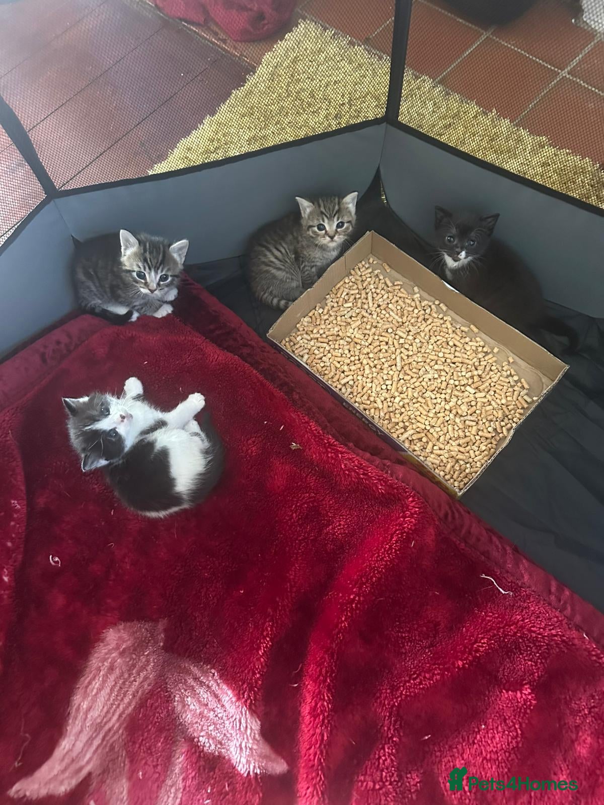 Mixed Breed cats Kittens for sale  - Advert 5